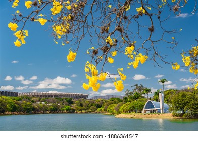 Belo Horizonte, Minas Gerais, Brazil - September 03rd, 2020:Yellow Trumpet Tree Flowers in Pampulha Lake, Overlooking St. Francis of Assisi Church (Pampulha Church) and Mineirão Stadium