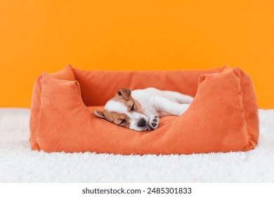 Beloved puppy sleeping peacefully in cozy modern apartment. Small white-brown dog lying with his eyes closed in bed - Powered by Shutterstock