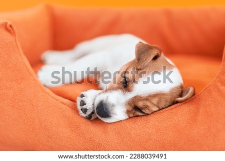 Beloved puppy sleeping peacefully in cozy modern apartment. Small white-brown dog lying with his eyes closed in bed, close up