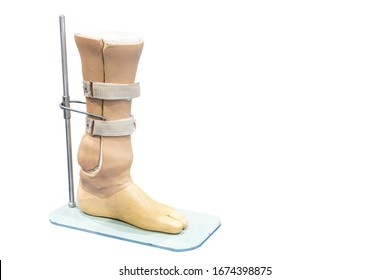 below knee prosthesis leg or elbow knee for disabled for walk on stand isolated on white background with clipping path,