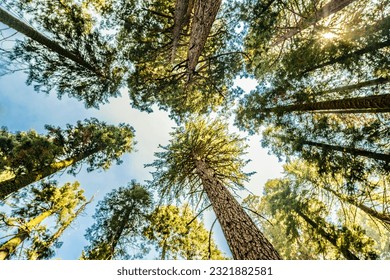 Below pine tree in forest at fall. Looking Up In Autumn Pine Coniferous Forest Tree - Powered by Shutterstock