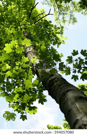 Similar – Image, Stock Photo cherry harvest Branch Tree