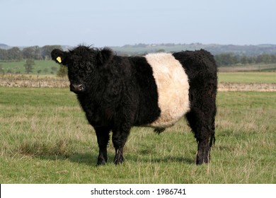 Belted Galloway Bull