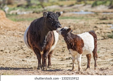 Belted Galloway Cattle