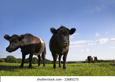 Belted Galloway Cattle