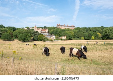 Belted Galloway cattle grazing in Petersham Meadows with Richmond Hill in the background.
