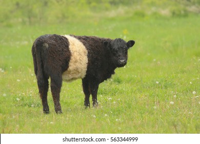 Belted Galloway Cow