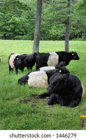 Belted Galloway Cows