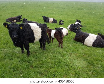 Belted, Galloway, Snow