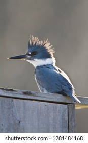 Belted Kingfisher (Ceryle Alcyon) Male Sitting On Wood Duck Nest Box At Wetland, Marion, Illinois, USA.