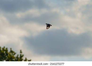 Belted kingfisher gliding in the air. Stocky and large-headed with a shaggy crest. Bill is long, straight, thick, and pointed. Powder blue above with white underparts and blue breast band.