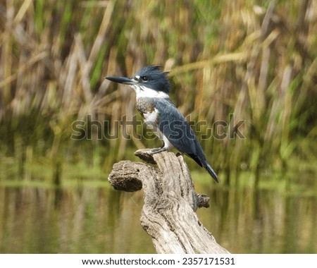 Belted Kingfisher (Megaceryle alcyon) North American Bird
