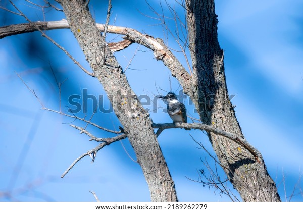 Belted Kingfisher (Megaceryle alcyon) in\
Wisconsin state park.  Belted kingfisher is the official mascot of\
UIUC in Illinois.
