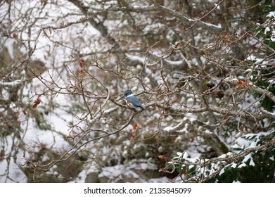 Belted kingfisher resting on seaside tree branch. Stocky and large-headed with a shaggy crest. Bill is long, straight, thick, and pointed. Powder blue above with white underparts and blue breast band.