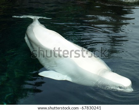 Beluga in aquarium