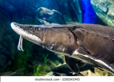 The Beluga Or European Sturgeon (Huso Huso)