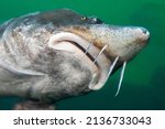 The beluga or European sturgeon (Huso huso) is the largest freshwater fish in the world