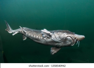 The Beluga Or European Sturgeon (Huso Huso) Is The Largest Freshwater Fish In The World