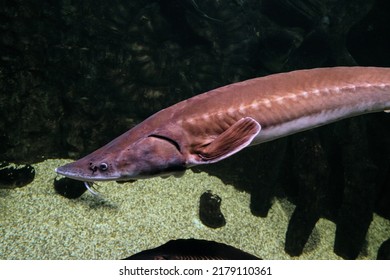 Beluga Fish (Huso Huso) Is A Fish Of The Sturgeon Family (Acipenseridae). Big Fish Swims Underwater.