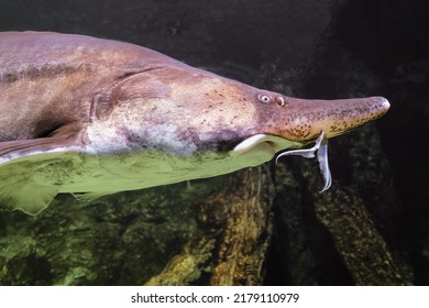Beluga Fish (Huso Huso) Is A Fish Of The Sturgeon Family (Acipenseridae). Face Of Big Fish Close-up.