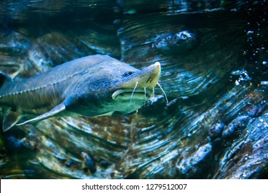 Beluga Sturgeon (Huso Huso). Wildlife Animal.