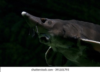 Beluga Sturgeon In The Sea