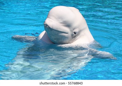 Beluga Whale