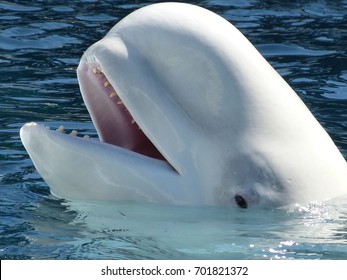 Beluga Whale