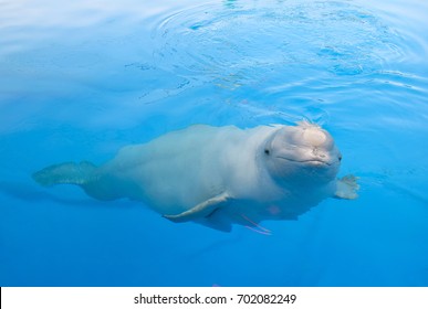 Beluga Whale