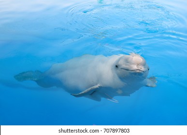 Beluga Whale