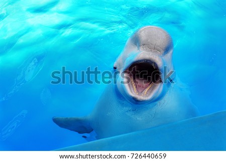 Beluga Whale