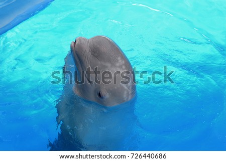 Beluga Whale
