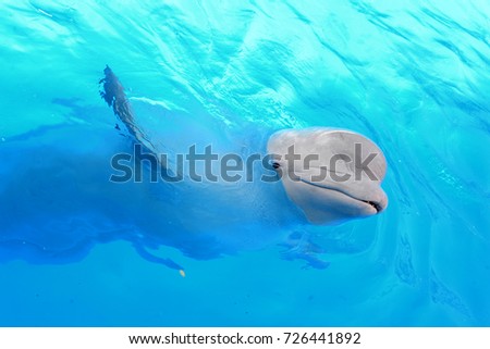  Beluga Whale