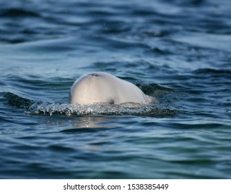 Beluga Whale In The Churchill River