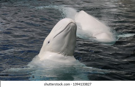 シロイルカ の画像 写真素材 ベクター画像 Shutterstock