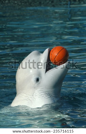 Beluga whale (Delphinapterus leucas) playing basketball.  