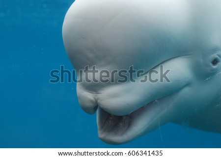 Beluga whale with his mouth wide open showing off his teeth.