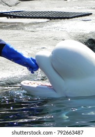 Beluga Whale New England Aquarium