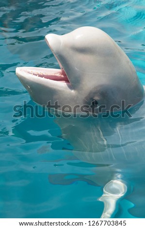 Beluga whale with open mouth