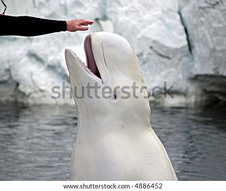 A beluga whale spyhops out of the water to touch her trainer's outstretched hand