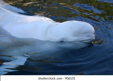 Beluga Whale At The Vancouver Aquarium