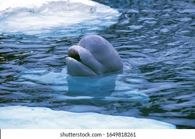 Beluga Whale or White Whale, delphinapterus leucas, Head of Adult emerging from Water   - Powered by Shutterstock