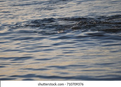 Beluga Whales In Churchill Manitoba Canada