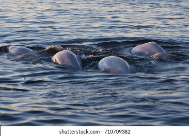 Beluga Whales In Churchill Manitoba Canada