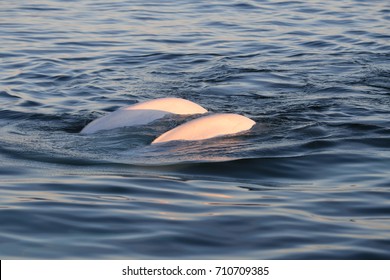 Beluga Whales In Churchill Manitoba Canada