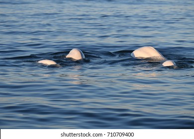 Beluga Whales In Churchill Manitoba Canada
