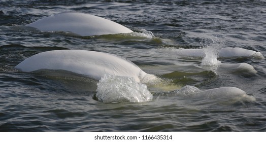 Beluga Whales In The Hudson Bay, Churchill, Canada