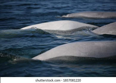 Beluga Whales In The Hudson Bay Manitoba