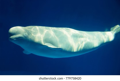 Beluga Whales In The Water