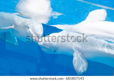 Beluga whales, white dolphins kissing underwater